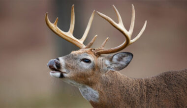 7 North Carolina counties to get August deer season