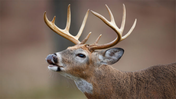 BuckSniffingSlider deer