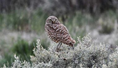 A female Burrowing owl watch over a burrow occupied by six owlets.