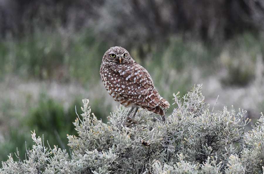 A female Burrowing owl watch over a burrow occupied by six owlets.