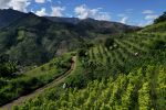 An aerial view of a mixed coffee and coca leaf plantation in Argelia, Colombia, on May 6, 2025.