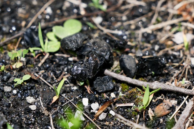 Pieces of coal ash found on the overgrown dirt road behind Cathi Murray's house in Town of Pines, Indiana, on May 21, 2026. (Eileen T. Meslar/Chicago Tribune)