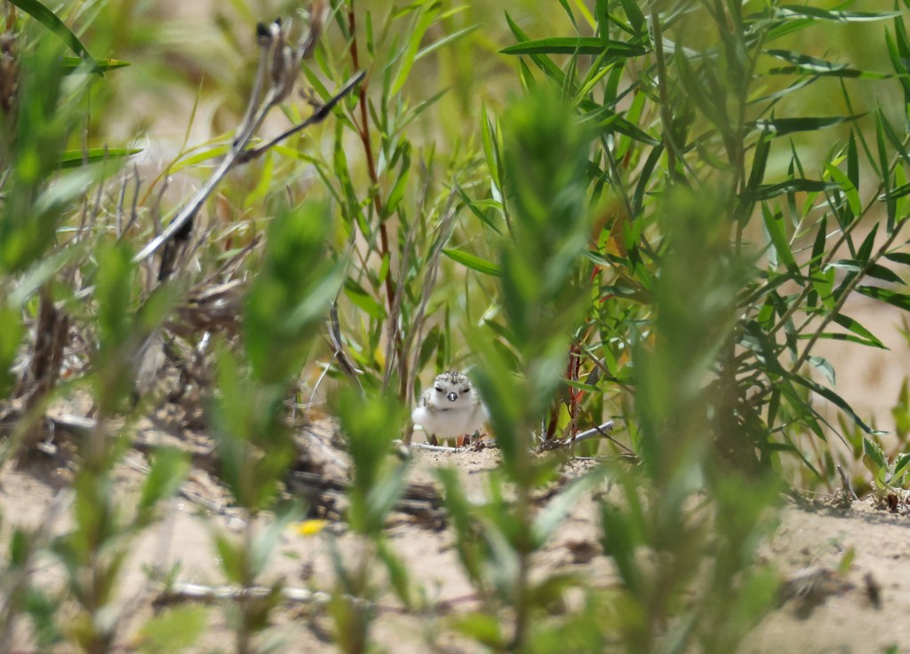 Four piping plovers hatch at Montrose Beach: 'Never ceases to be amazing'
