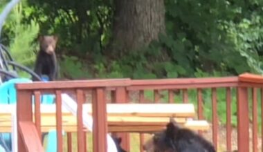 ‘That’s my pool.’ Woman watches as black bear, cubs use backyard pool in East Tennessee