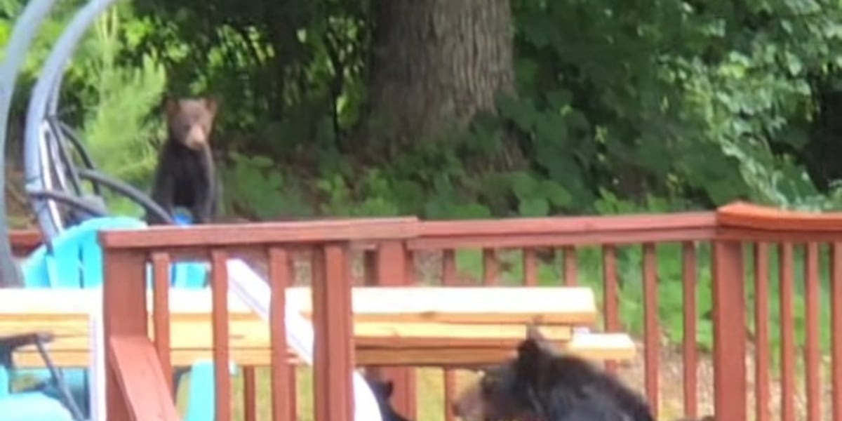 ‘That’s my pool.’ Woman watches as black bear, cubs use backyard pool in East Tennessee