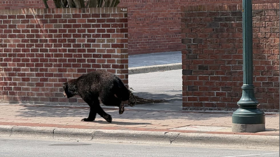 Black bear spotted on Thursday afternoon