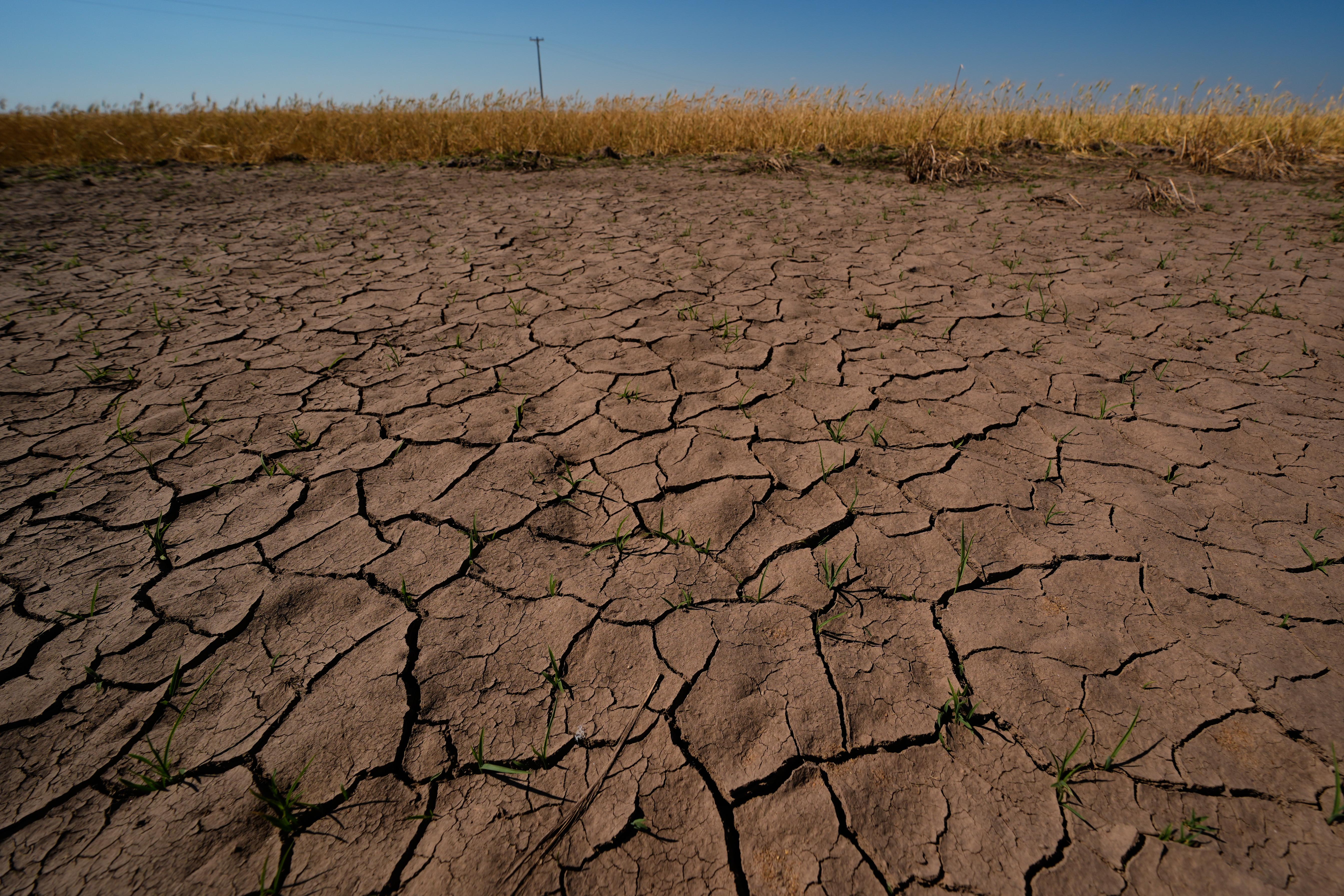 Drought-stressed wheat plants stand adjacent to parched ground in a field.
