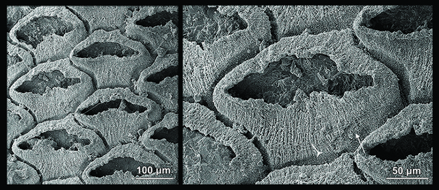 Fossil close-up