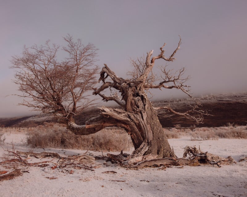 A weathered, leafless tree with twisted branches stands in a frosty, snow-covered field, with low hills and a misty sky in the background. Another sparse tree is visible to the left.