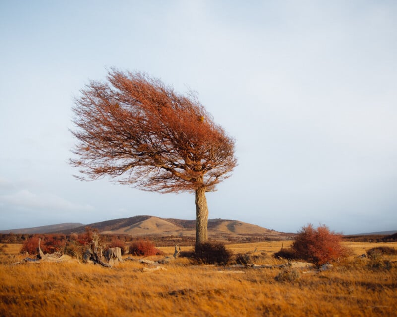 A lone tree with reddish autumn leaves is blown sideways by strong wind in an open golden field, with low hills in the background under a pale sky.