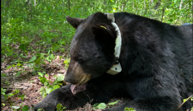 Division of Wildlife collars huge black bear in northeastern Ohio