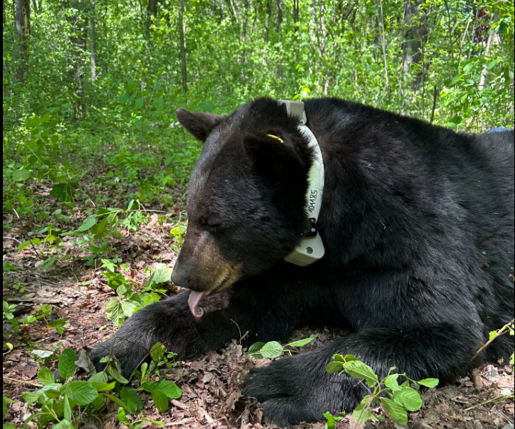 Division of Wildlife collars huge black bear in northeastern Ohio