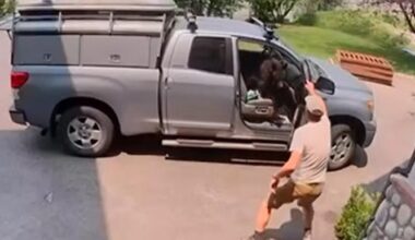 Watch: Colorado man opens truck door, finds bear in the passenger seat
