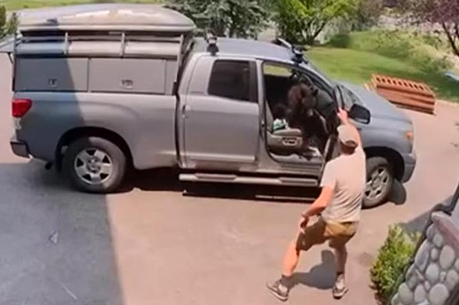 Watch: Colorado man opens truck door, finds bear in the passenger seat