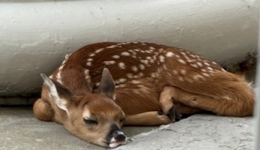 Little visitor takes a break outside the Ontario County Courthouse on Wednesday