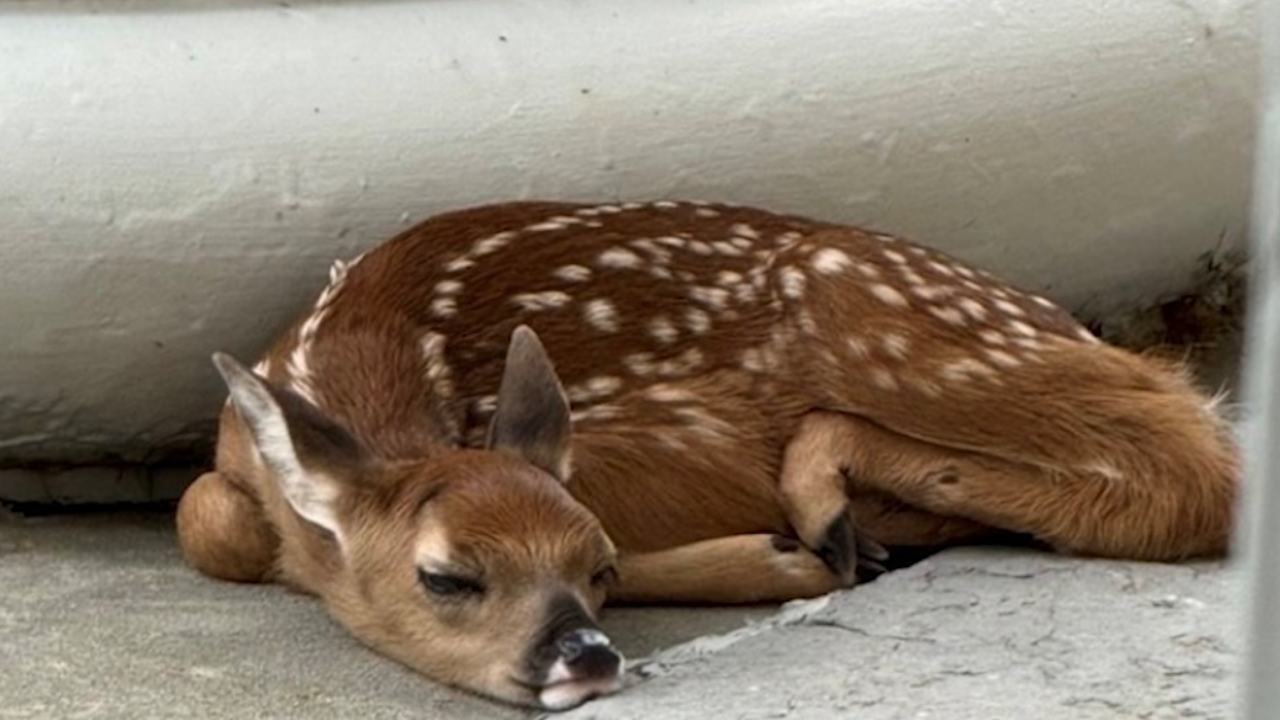 Little visitor takes a break outside the Ontario County Courthouse on Wednesday