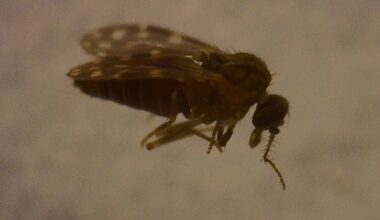 Culicoides paraensis the Gunpowder Midge