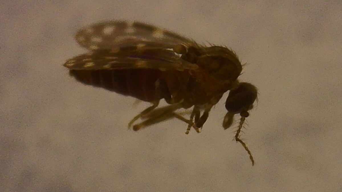 Culicoides paraensis the Gunpowder Midge