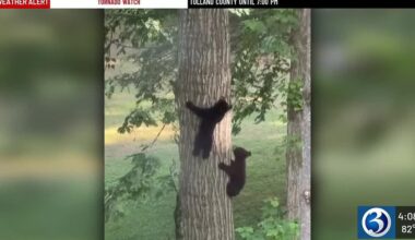 Bristol bears make multiple daily visits to neighborhood homes