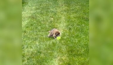 Dedham raccoon rescue highlights need to secure food and trash – NBC Boston