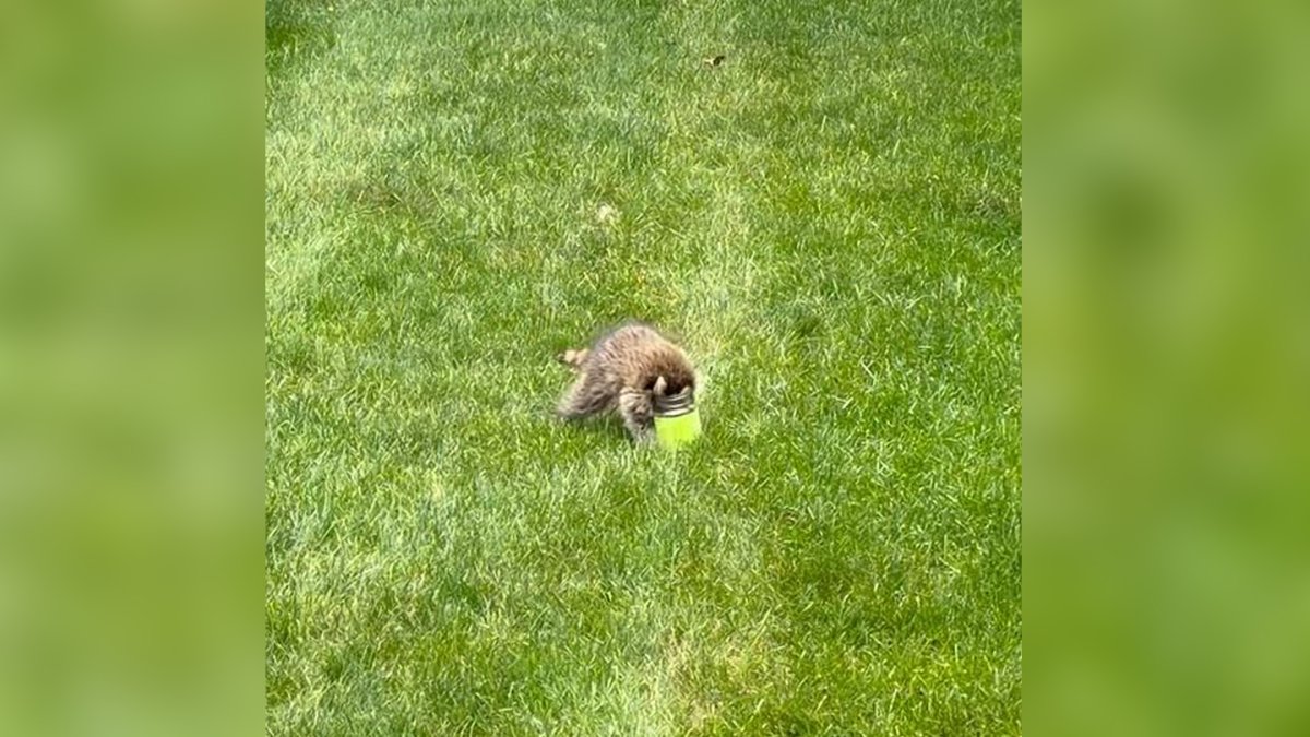 Dedham raccoon rescue highlights need to secure food and trash – NBC Boston