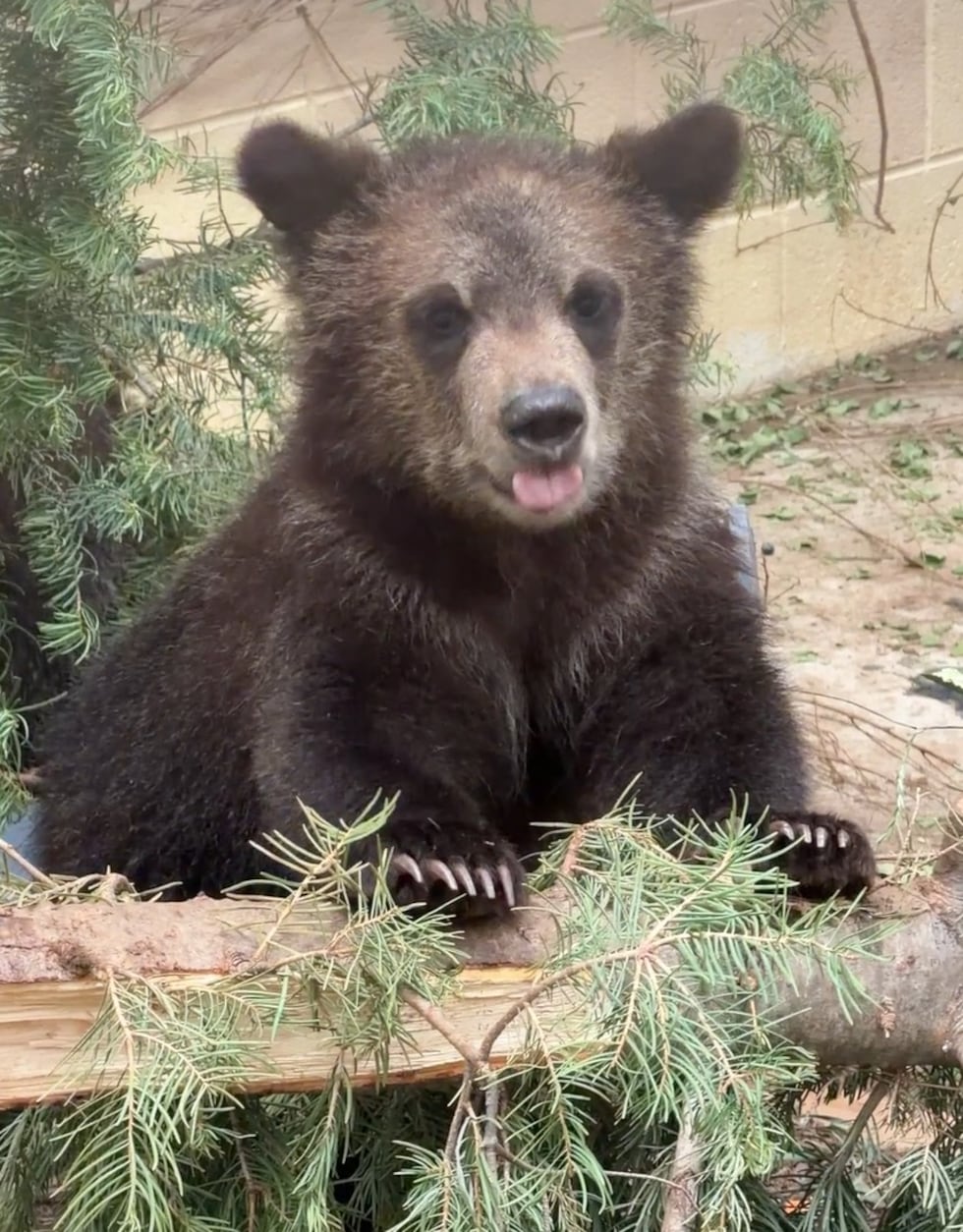 One of the orphaned bear cubs that arrived at Cheyenne Mountain Zoo.