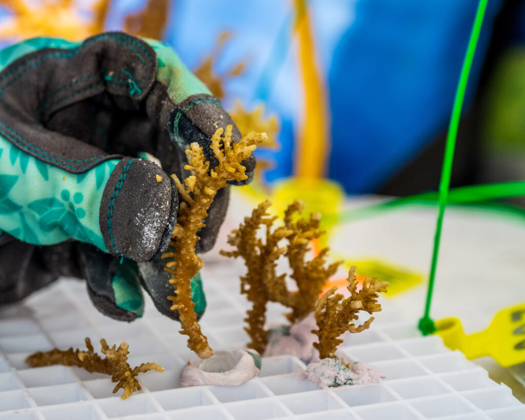 Anne Cohen and AJ Alik collect coral fragments that will be sent off to James Cook University in Australia for genetic analysis. Credit: Tim Briggs