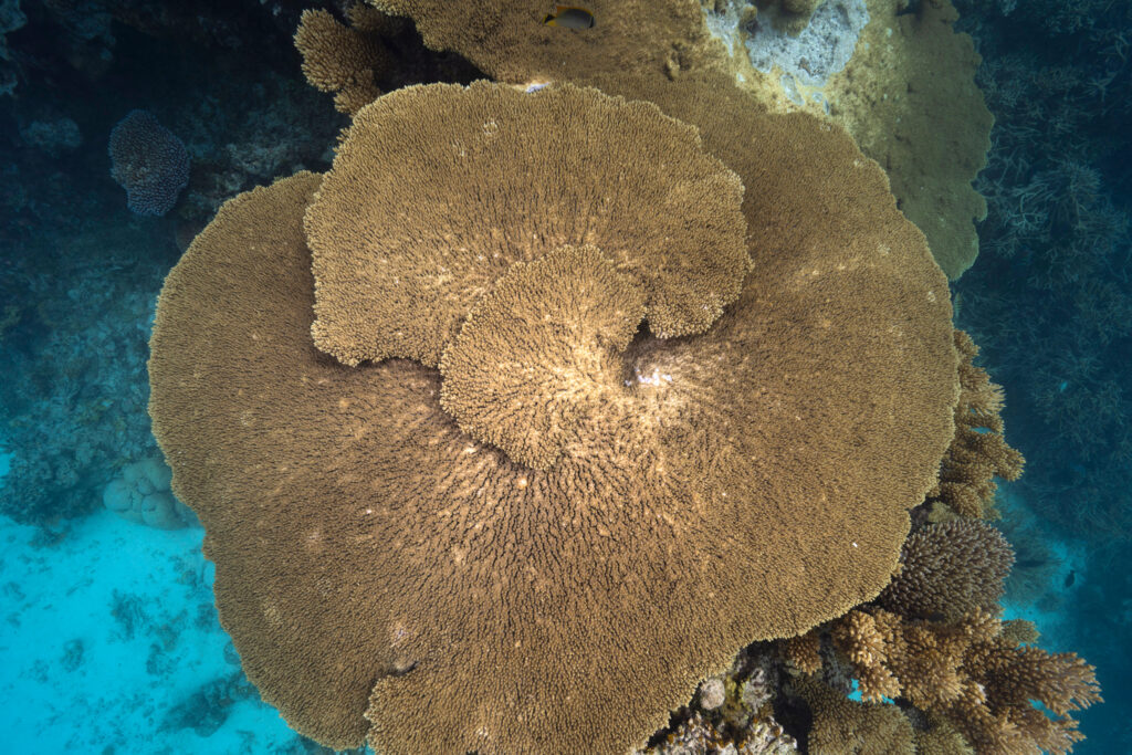 Tabletop corals are some of the most iconic and ecologically important species in the Marshall Islands. Their broad canopies provide shelter for fish and other marine life. Credit: Tim Briggs