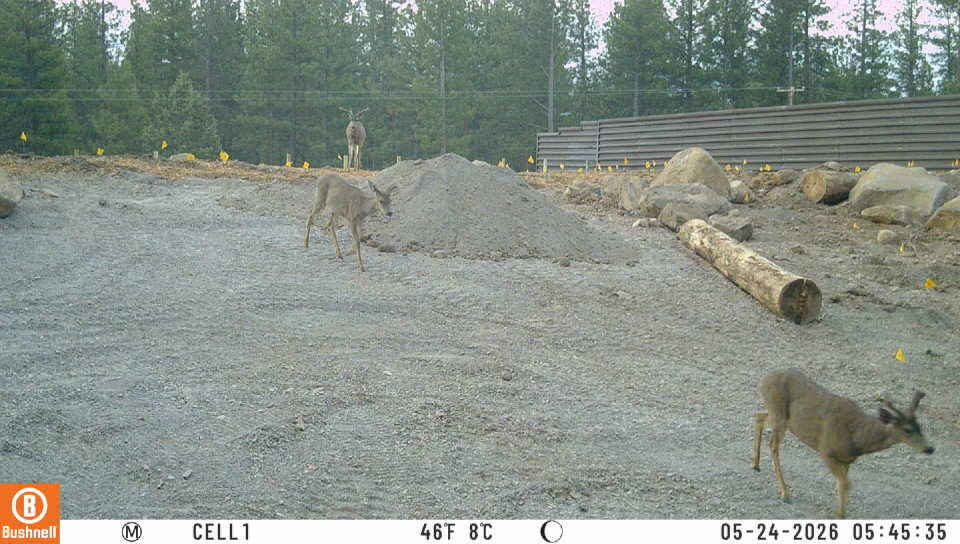 mule deer, new wildlife overpass, california wildlife, northern california, wildlife bridge contruction