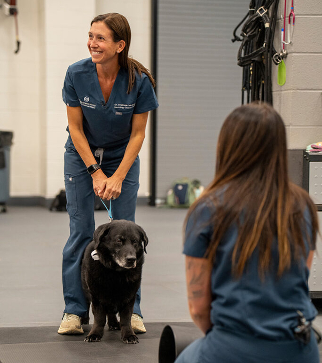 Dog dementia research
