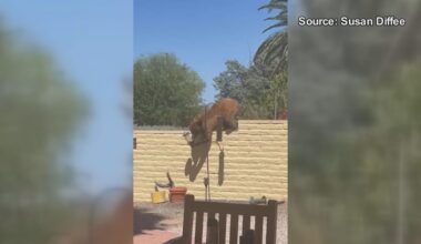 Multiple bear sightings reported in Green Valley