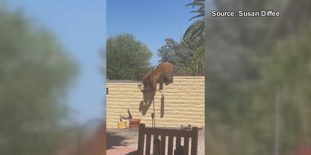 Multiple bear sightings reported in Green Valley