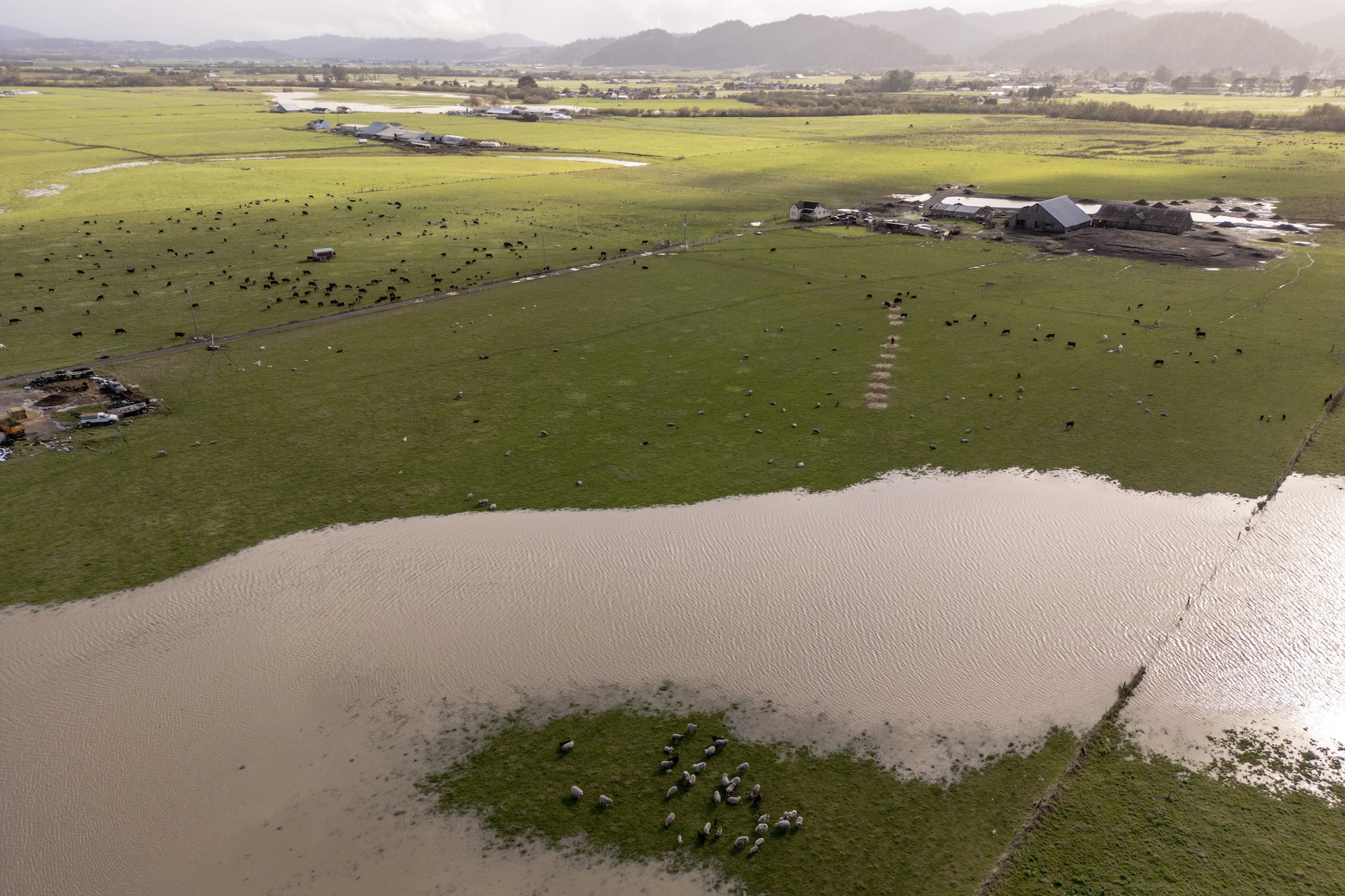 a swollen river near a cattle ranch as seen from an aerial view