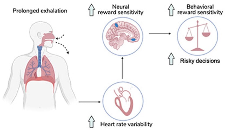 Exhalation Graph