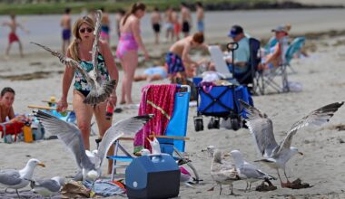 Aixa Lovezzola of Groton rushed back to chase sea gulls away from her belongings as they scavenged for food at Good Harbor Beach in Gloucester.