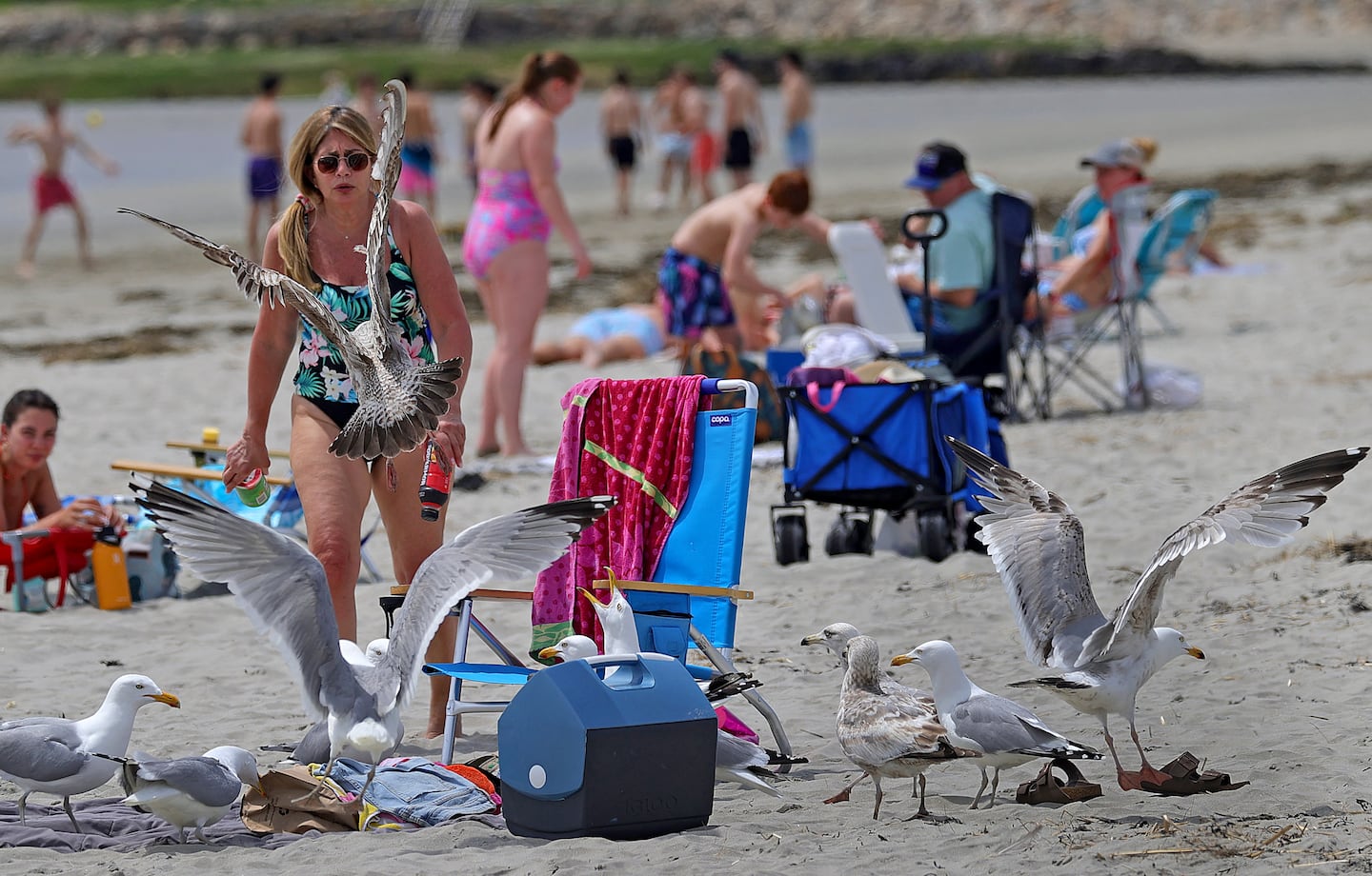 Aixa Lovezzola of Groton rushed back to chase sea gulls away from her belongings as they scavenged for food at Good Harbor Beach in Gloucester.
