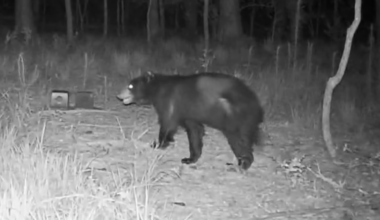 Black bear caught on camera in Grovetown backyard