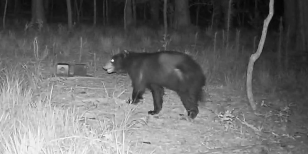 Black bear caught on camera in Grovetown backyard