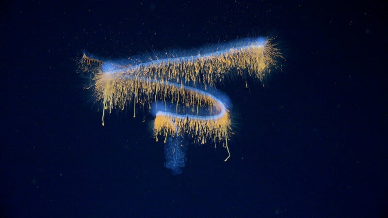 A glowing, spiral-shaped siphonophore floats in dark ocean water, with blue and orange tendrils extending outward, creating a bioluminescent effect against the black background.