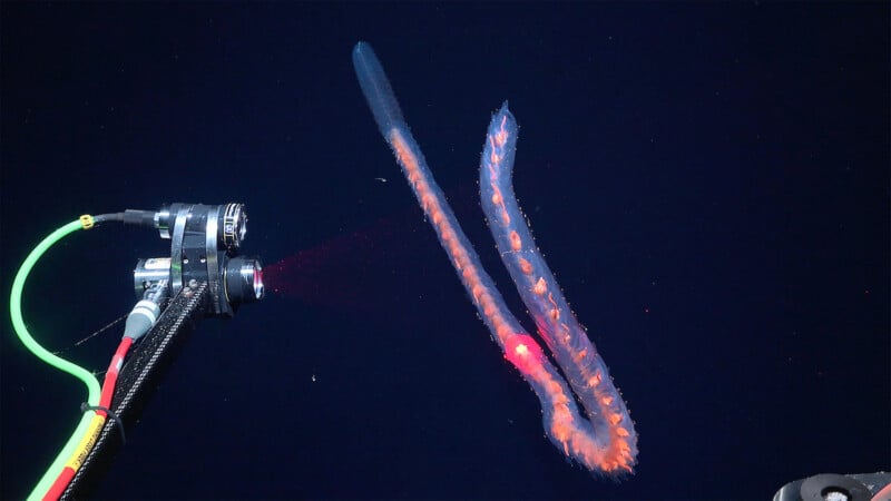 A deep-sea camera with lights and cables observes a long, translucent, ribbon-like sea creature with glowing orange spots, floating in dark ocean water.