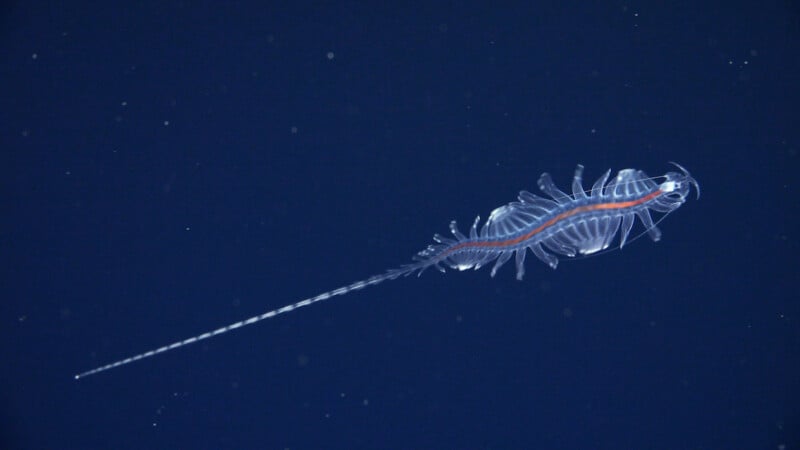 A nearly transparent, elongated deep-sea creature with a red line along its body and long, thin tail floats against a dark blue background.