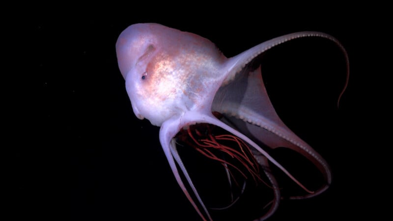 A pale, translucent octopus with long, trailing arms swims against a black background, its delicate body and curled tentacles clearly visible.