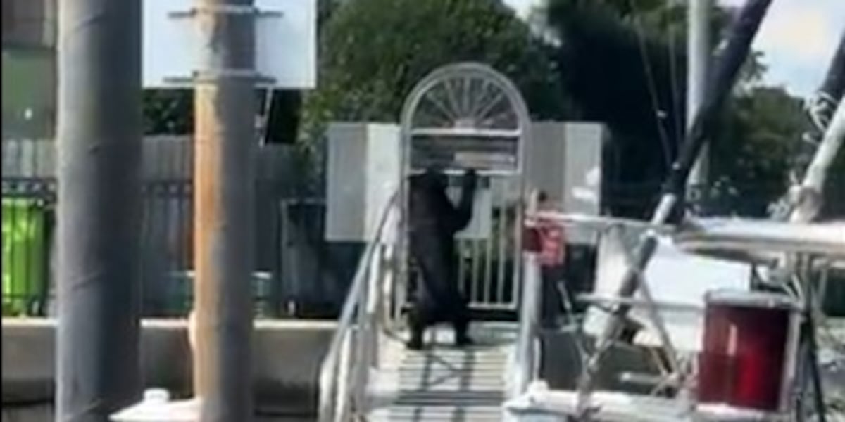 NEW VIDEOS: Bear in New Bern goes for a swim, climbs over marina gate
