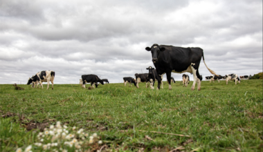 Dairy market dynamics shift as protein demand soars – River County News