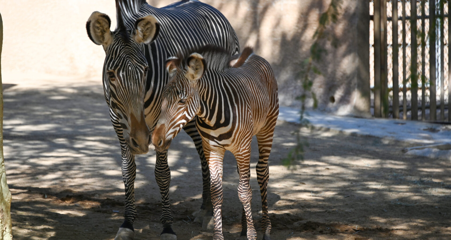L.A. Zoo Welcomes Endangered Baby Zebra, First Since 2019