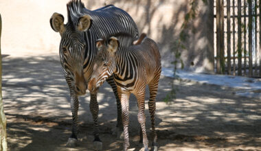 L.A. Zoo Welcomes Endangered Baby Zebra, First Since 2019