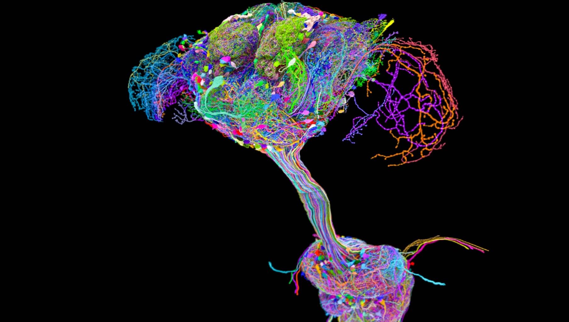 Fruit Fly Brain Connectome