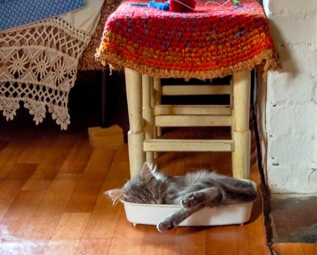 Cat lying in kitty litter box