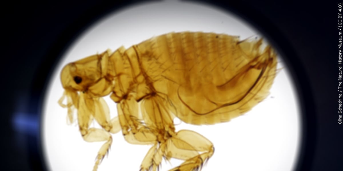Arizona health officials investigate suspected pneumonic plague case