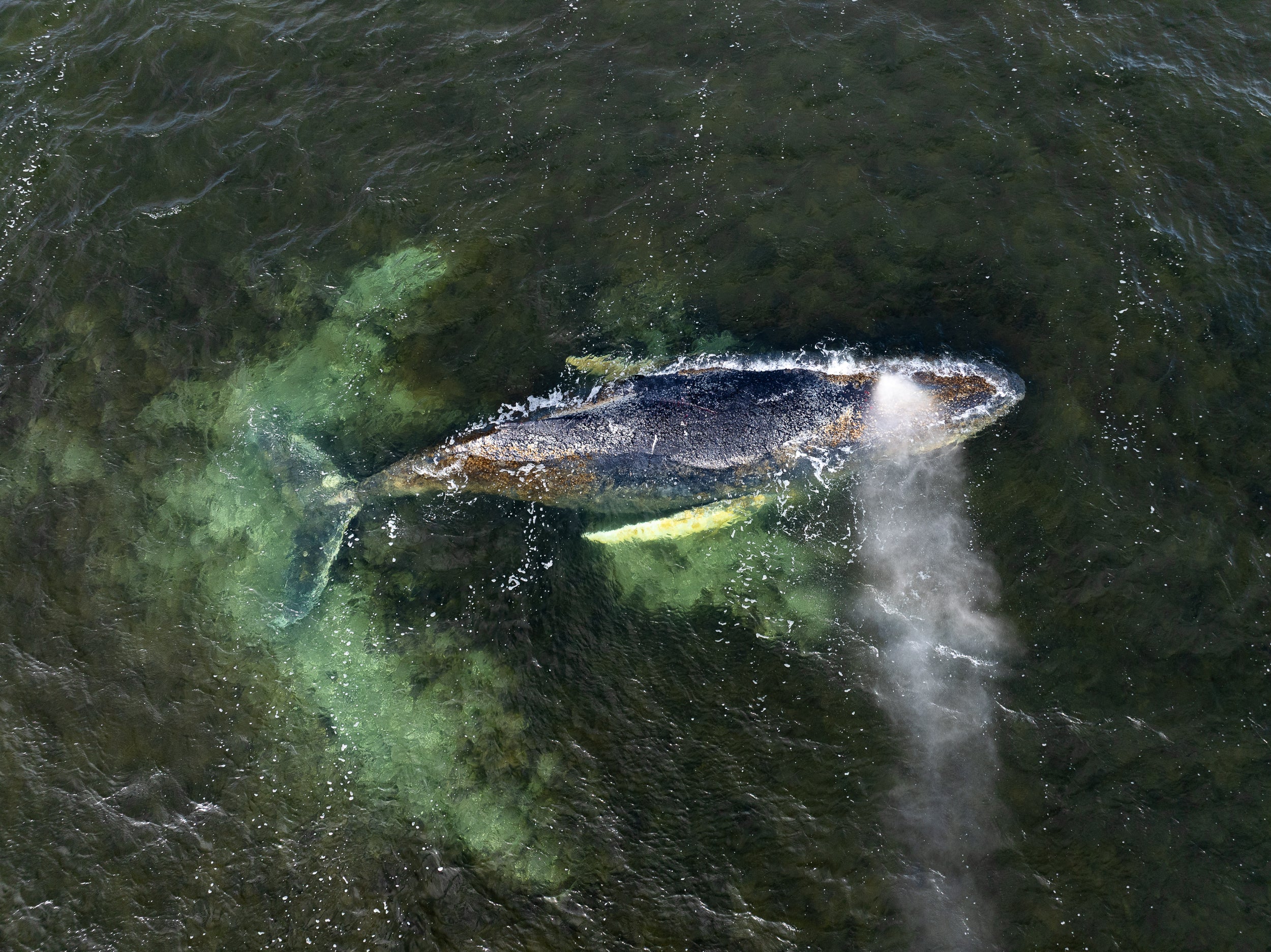 Timmy died on 14 May and his body has languished in shallow waters for two weeks